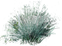 Blue Oat Grass